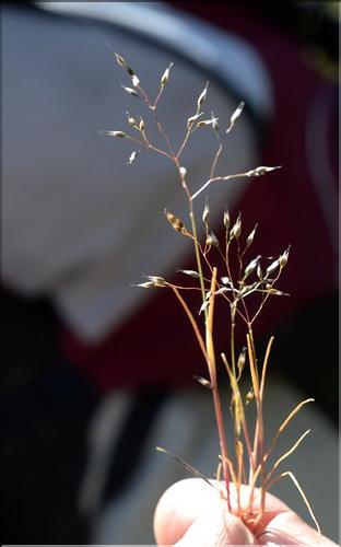 Aira_caryophyllea2_SP