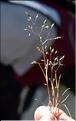 Aira_caryophyllea2_SP