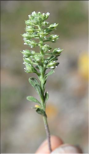 Alyssum_alyssoides_SP