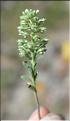 Alyssum_alyssoides_SP