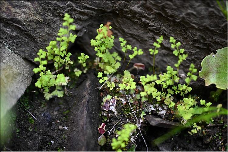 Anogramma_leptophylla_JML