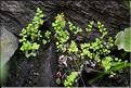 Anogramma_leptophylla_JML