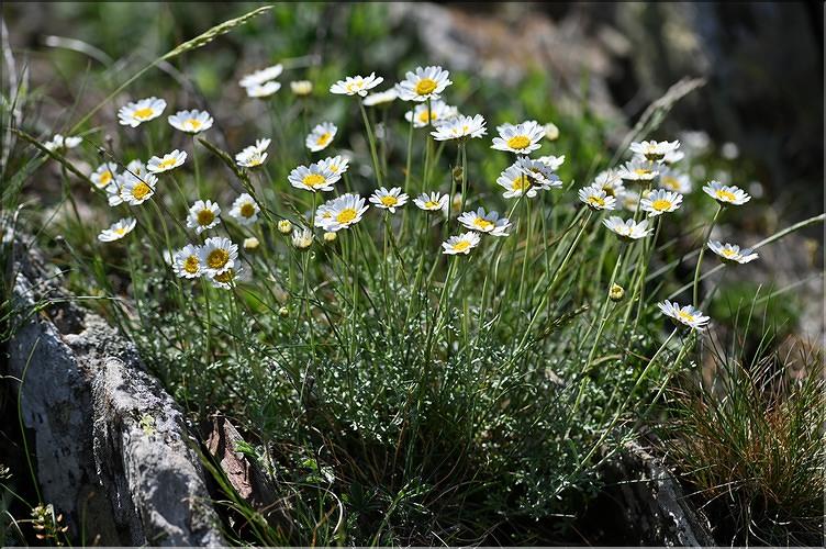 Anthemis_cretica_saxatilis1_JML