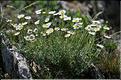 Anthemis_cretica_saxatilis1_JML