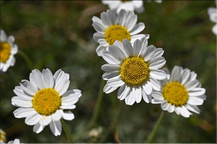 Anthemis_cretica_saxatilis2_JML