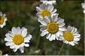 Anthemis_cretica_saxatilis2_JML