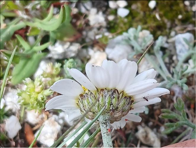 Anthemis_saxatilis3_LP