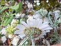 Anthemis_saxatilis3_LP