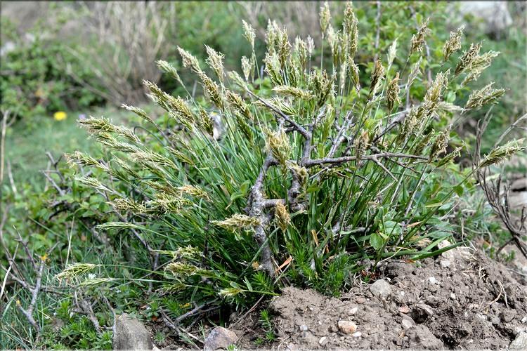 Anthoxanthum_odoratum1_SP
