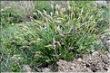 Anthoxanthum_odoratum1_SP