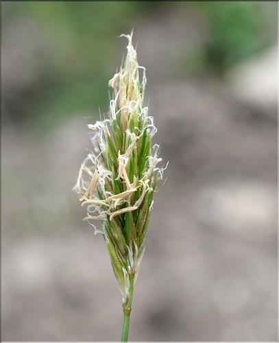 Anthoxanthum_odoratum2_SP