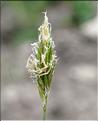 Anthoxanthum_odoratum2_SP
