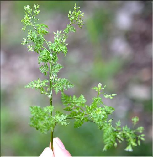 Anthriscus_cerefolium_SP