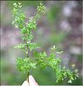 Anthriscus_cerefolium_SP