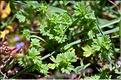 Aphanes_australis1_JML