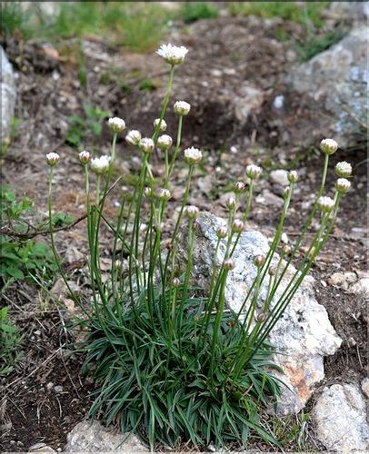 Armeria_ruscinonensis_SP