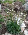 Armeria_ruscinonensis_SP