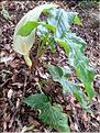 Arum_sp_XL