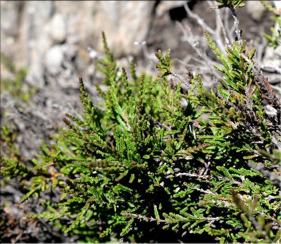 Calluna_vulgaris_SP