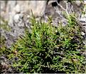 Calluna_vulgaris_SP