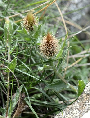 Centaurea_pectinata_SP