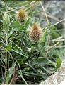 Centaurea_pectinata_SP