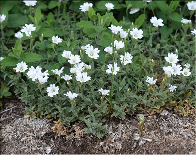 Cerastium_arvense1_SP