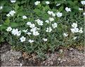 Cerastium_arvense1_SP