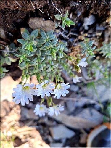 Cerastium_arvense2_XL