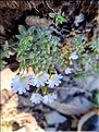 Cerastium_arvense2_XL
