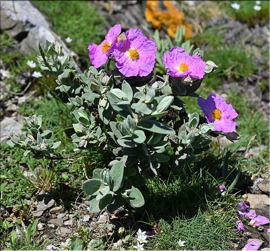 Cistus_albidus_JML