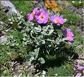 Cistus_albidus_JML