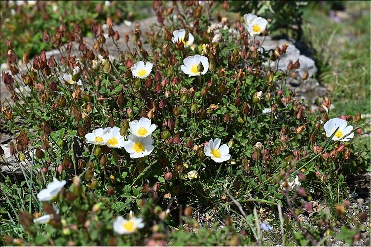 Cistus_salviifolius_JML