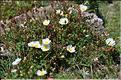 Cistus_salviifolius_JML
