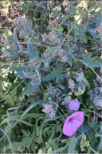 Convolvulus_althaoides_LP