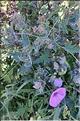 Convolvulus_althaoides_LP