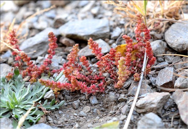 Crassula_tillaea_SP
