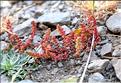 Crassula_tillaea_SP