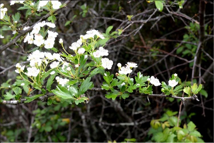 Crataegus_monogyna_SP