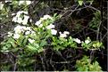 Crataegus_monogyna_SP