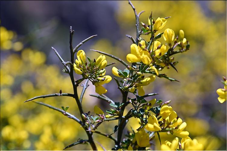 Cytisus_spinosus_JML
