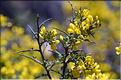 Cytisus_spinosus_JML