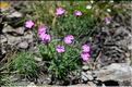 Dianthus_pungens_ruscinonensis1_JML