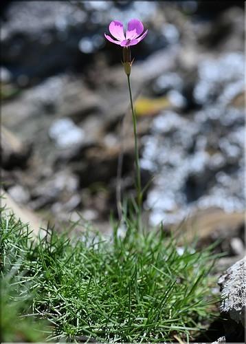 Dianthus_pungens_ruscinonensis2_JML