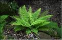Dryopteris_filix-mas_JML