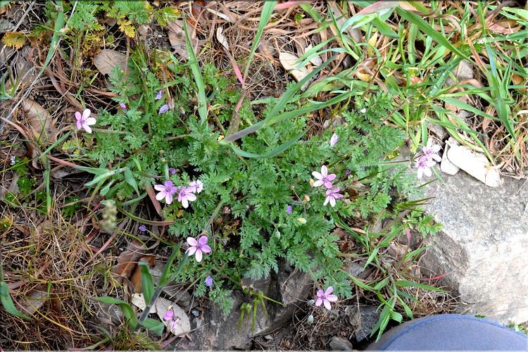 Erodium_cicutarium1_SP