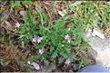 Erodium_cicutarium1_SP