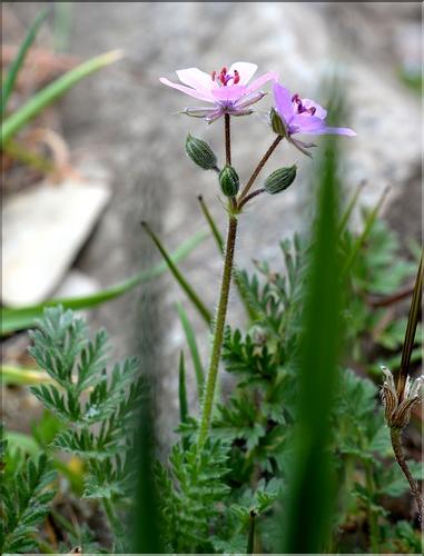 Erodium_cicutarium2_SP