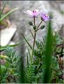 Erodium_cicutarium2_SP