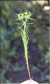 Euphorbia_exigua_SP